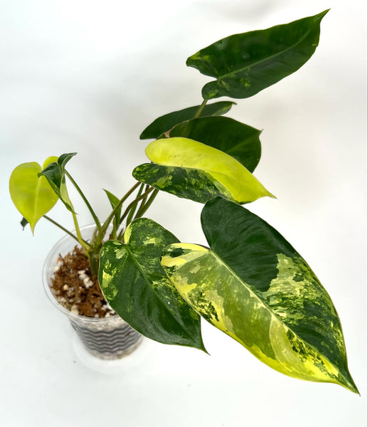 Philodendron Burlemarx Variegated - D