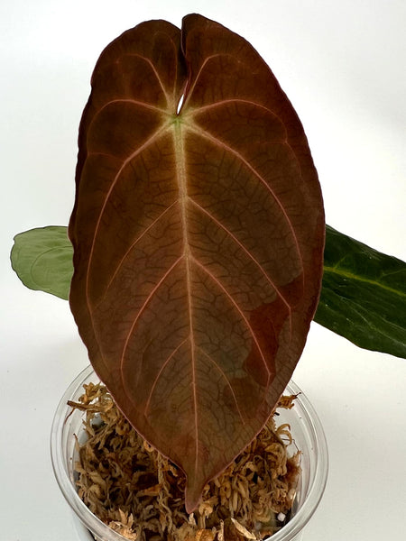 Anthurium Byson - 13