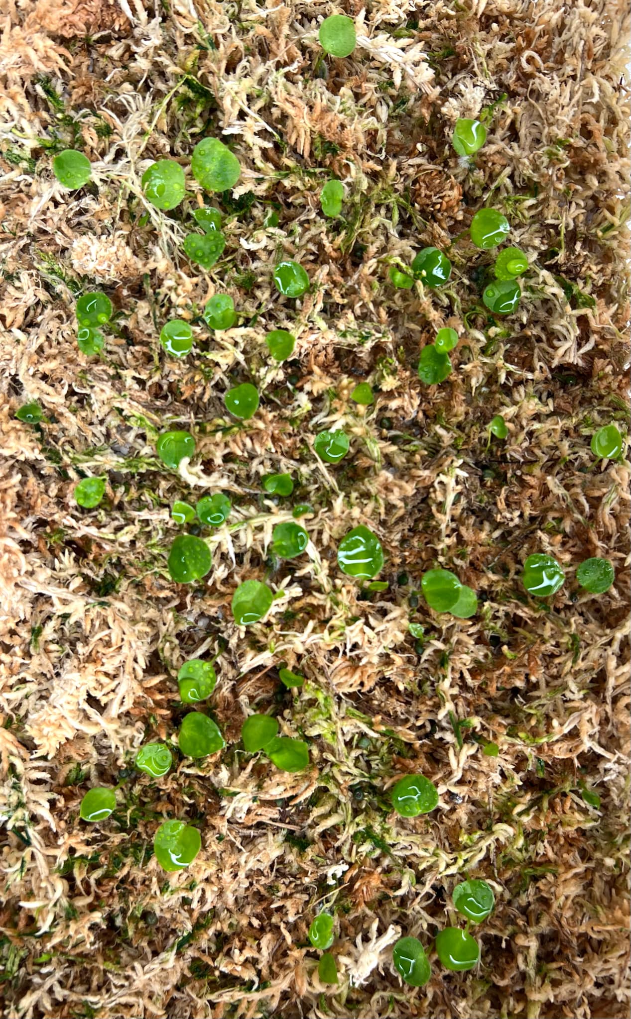 Anthurium AOS X Dressleri SEEDS