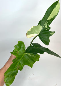 Philodendron Golden Dragon variegated (NON-ACCLIMATÉ)