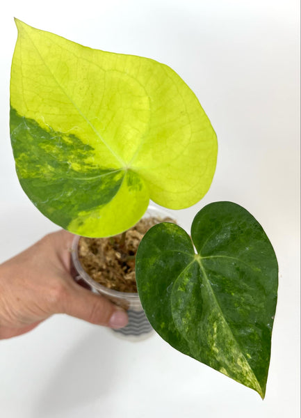 Anthurium Clarinervium Variegated (NON-ACCLIMATÉ)