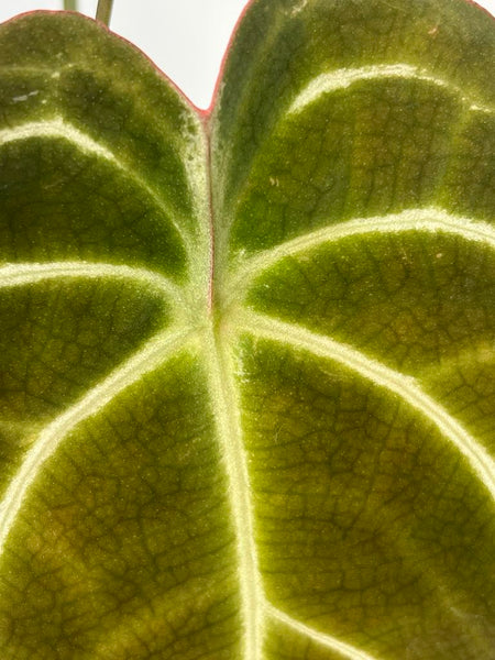 Anthurium Green Spider x Magnificum (enclosed sinus) (BOTTOM CUT) - X