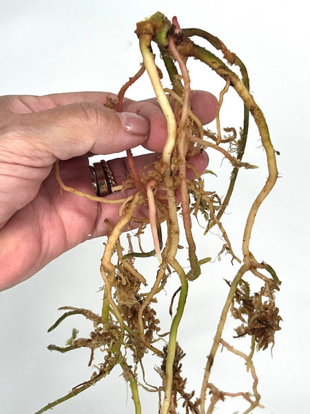 Anthurium Green Spider x Magnificum (enclosed sinus) (BOTTOM CUT) - Y
