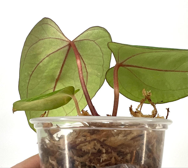 Anthurium Goliath X Red Spider - 17