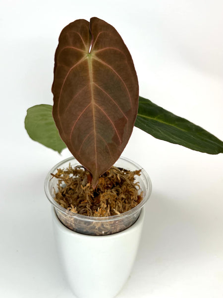 Anthurium Byson - 13