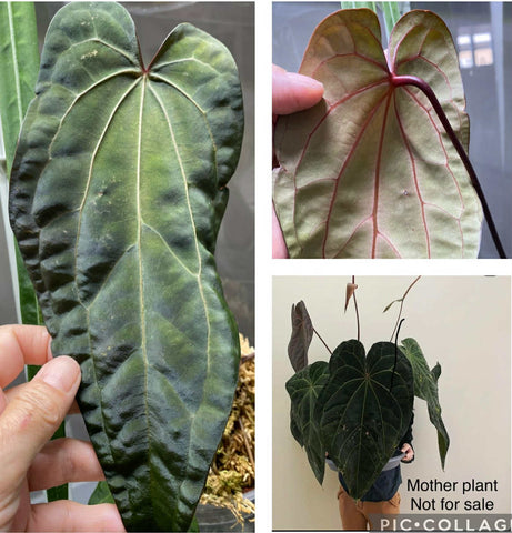 Anthurium Anthurium Ace of Spades XXL (BOTTOM CUTTING/CHONK) - LiqAnt16