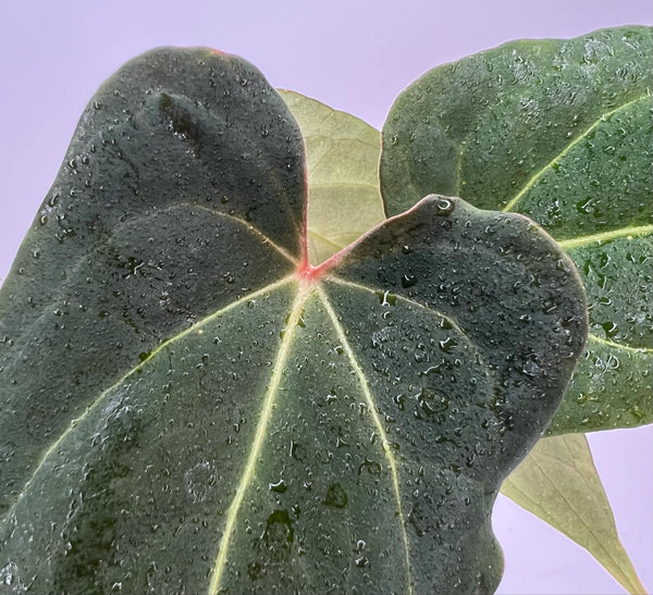 Anthurium Blue Papi X Red Spider (Black Spider) XL (NON-ACCLIMATÉ)