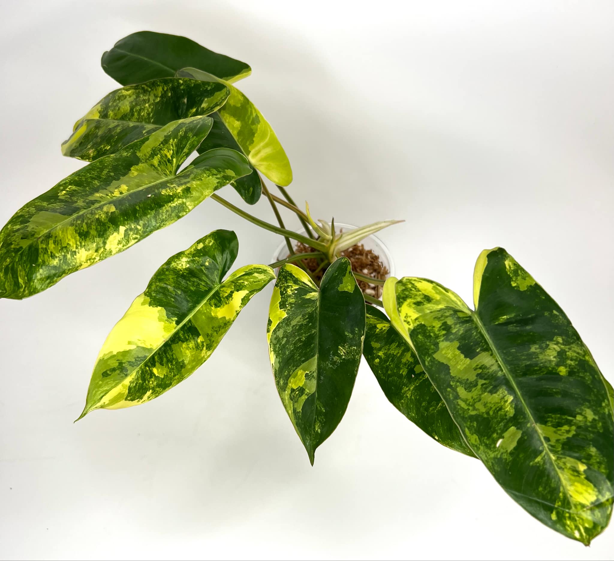 Philodendron Burlemarx Variegated - E