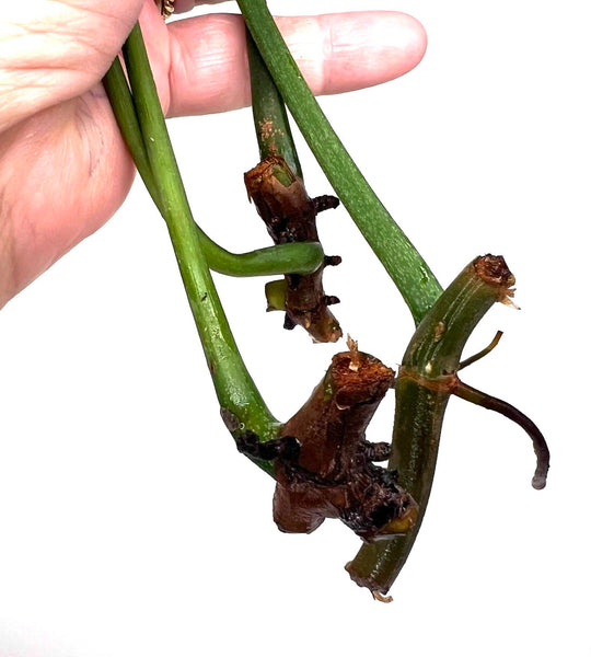 Philodendron Pedatum 'Glad Hand' - 6