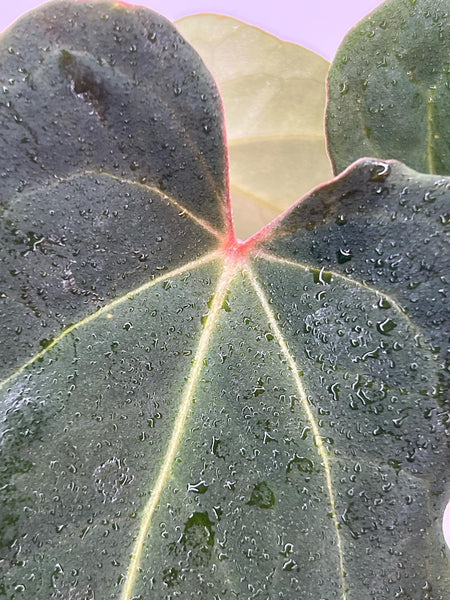 Anthurium Blue Papi X Red Spider (Black Spider) XL (NON-ACCLIMATÉ)