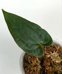 Anthurium Fortsherman X Luxurians - 3