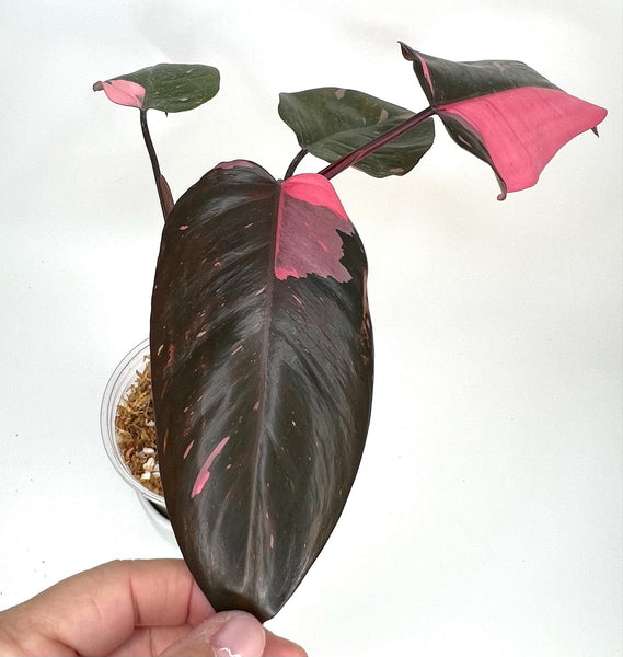 Philodendron Black Cherry - H