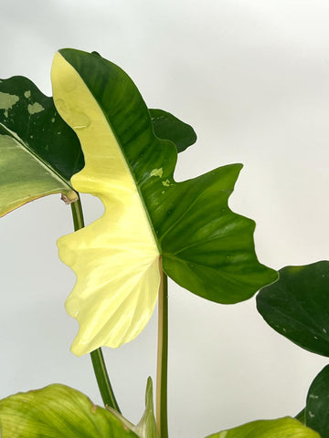 Philodendron Golden Dragon Variegated