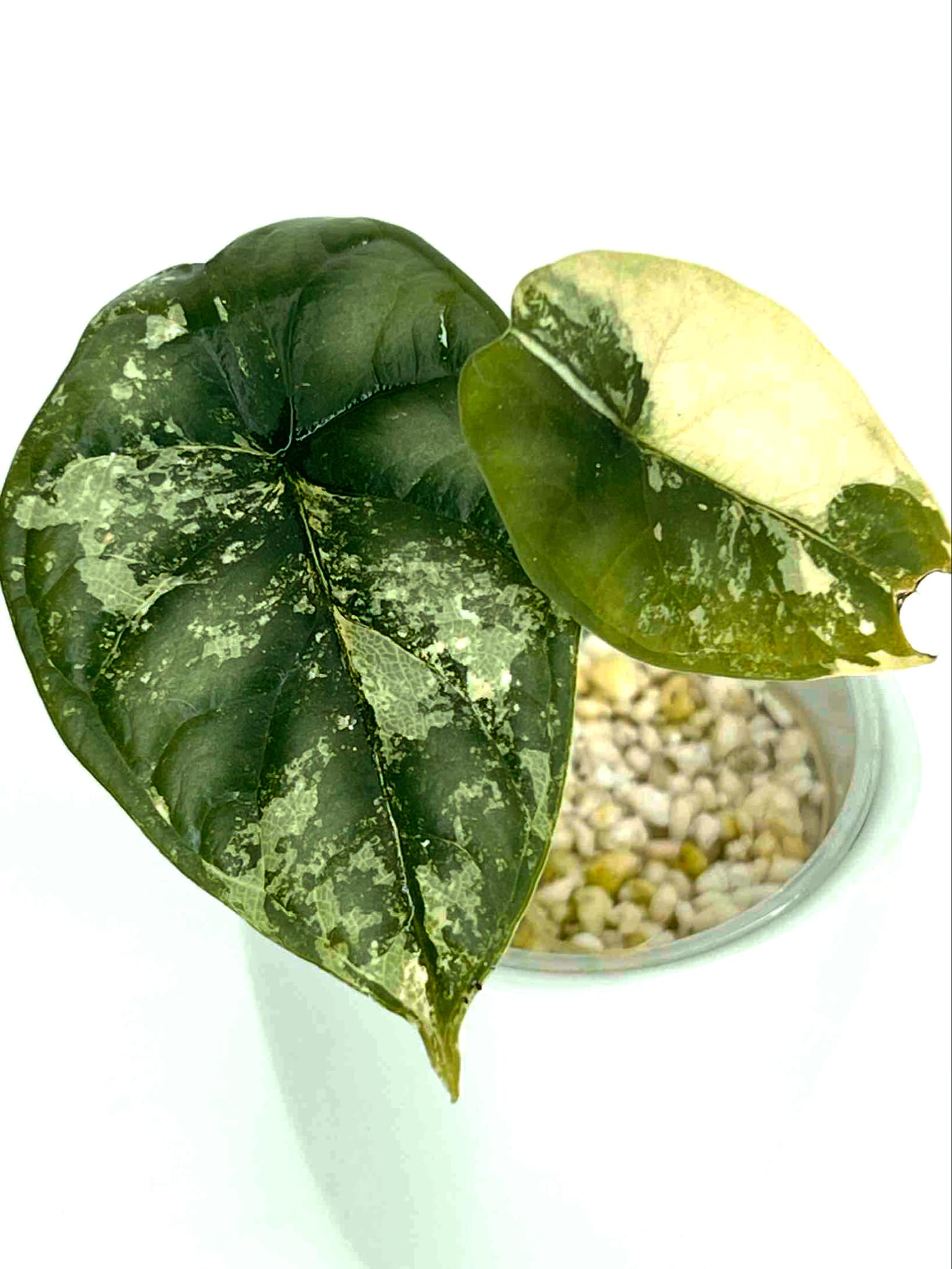 Alocasia Dragon Scale Variegated - B