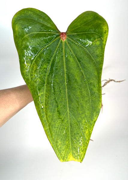 Anthurium Portillae X Red Spider - PORT 1