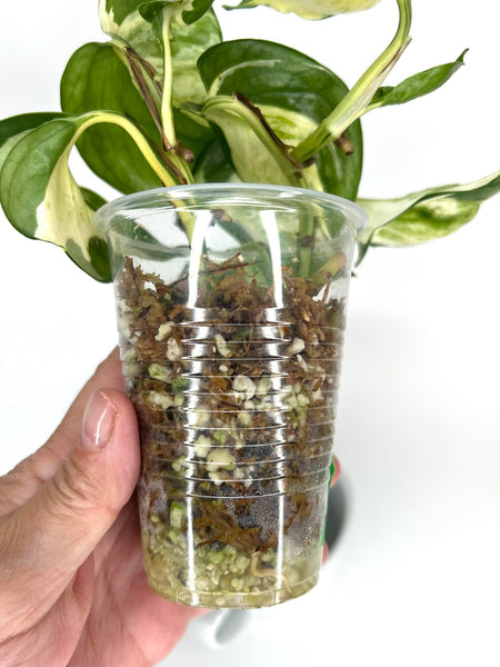 Epipremnum Aureum Manjula - 1