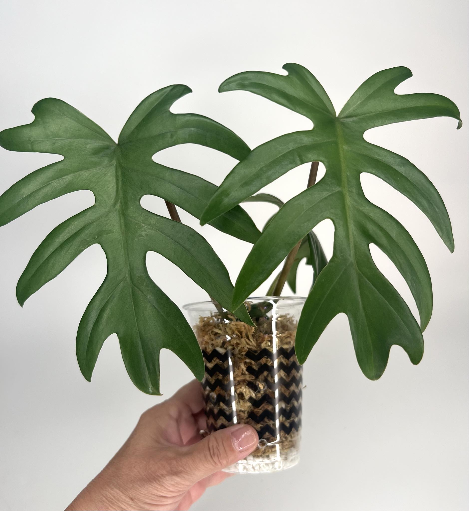Philodendron Mayoi - 7