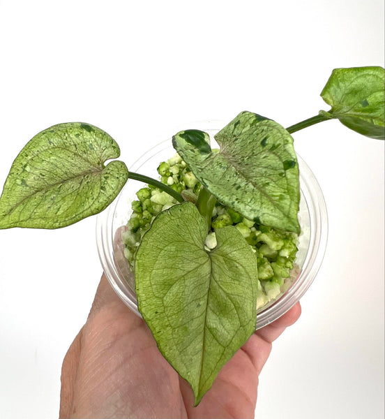 Syngonium Green Splash  - 5
