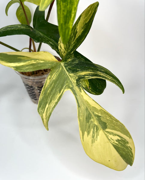 Philodendron Florida Beauty (highly variegated) - G