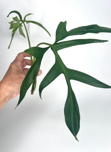 Philodendron Pedatum 'Glad Hand' - 5