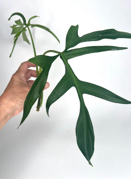 Philodendron Pedatum 'Glad Hand' - 5