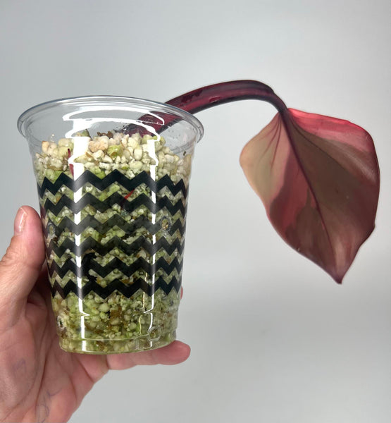 Philodendron Strawberry Shake - 4