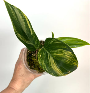 Scindapsus Rupestris Variegated XL - SRV3