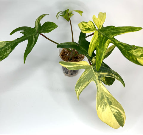 Philodendron Florida Beauty (highly variegated) - G