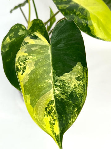 Philodendron Burlemarx Variegated - D