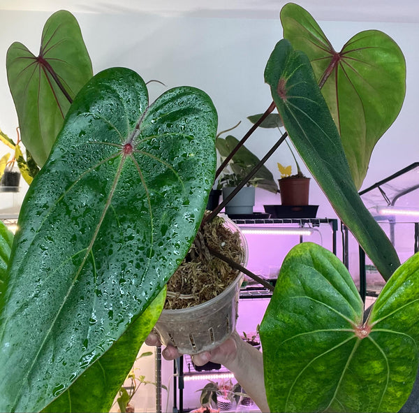 Anthurium Portillae X Red Spider -  PORT 2