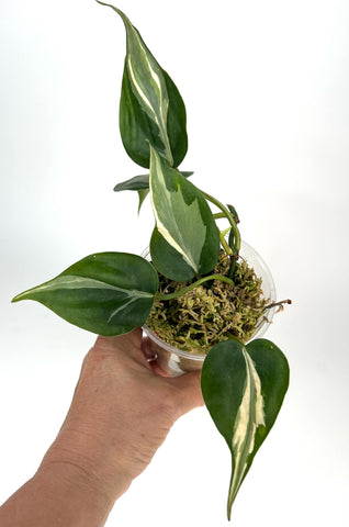 Philodendron Hederaceum RIO XL -2