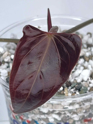 Anthurium (Blue Mulan) Papixone X Blue Papi -  LiqAnt15