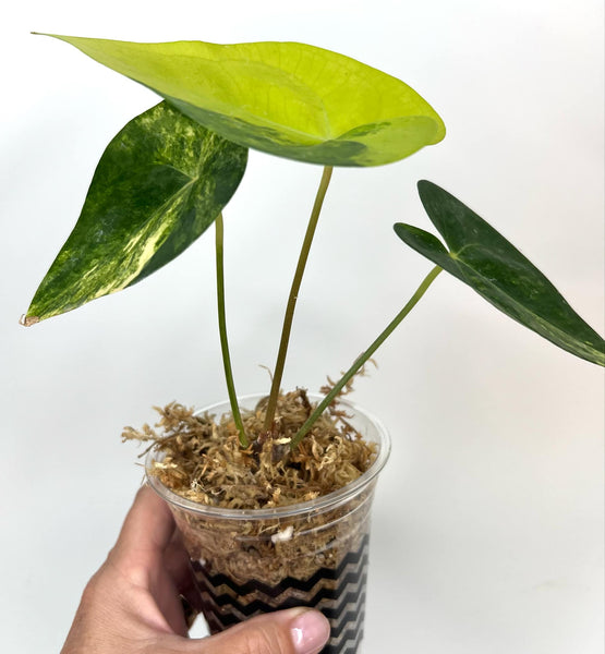 Anthurium Clarinervium Variegated (NON-ACCLIMATÉ)