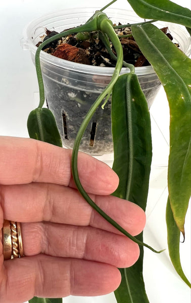 Anthurium Pallidiflorum Narrow form