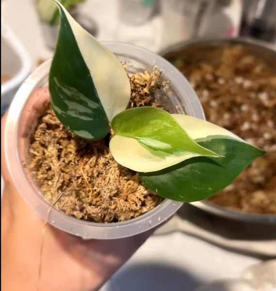 Philodendron hederaceum ALBO variegated (VERY VERY RARE) - HA3