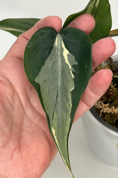 Philodendron Hederaceum Rio -1