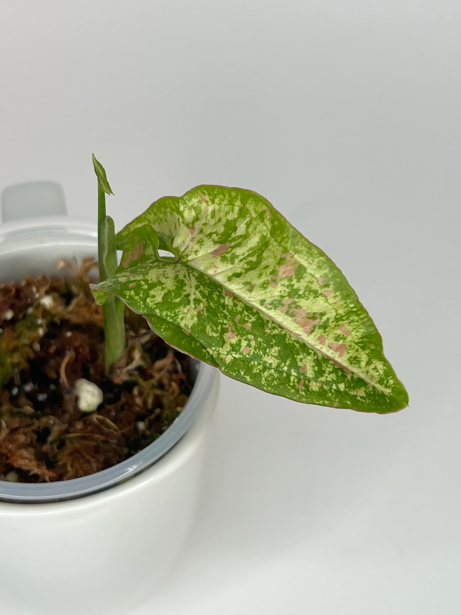 Syngonium Confetti Tricolor - 9C