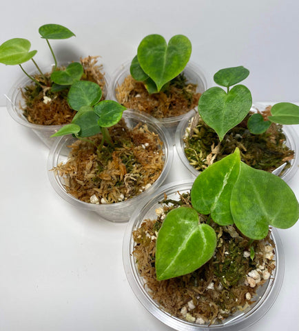 Anthurium seedling NOID - J17