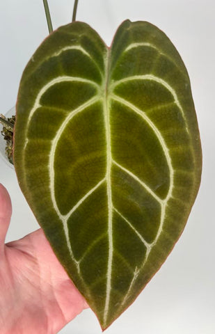 Anthurium Green Spider x Magnificum (enclosed sinus) (BOTTOM CUT) - X