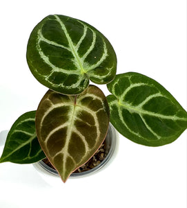 Anthurium Hoffmanii red sinus X Silver Hope -1