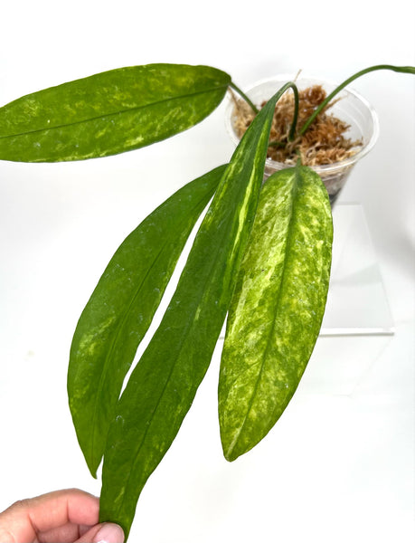 Anthurium Vittariflorum Variegated L (NON-ACCLIMATÉ)