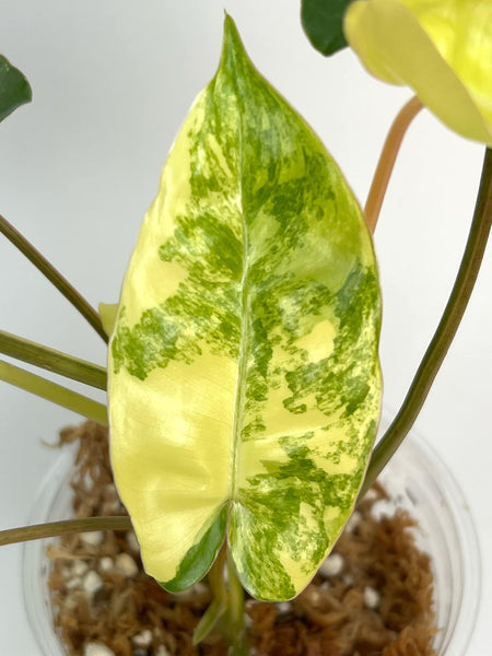 Philodendron Burlemarx Variegated - C