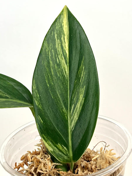 Scindapsus Rupestris Variegated - SRV1