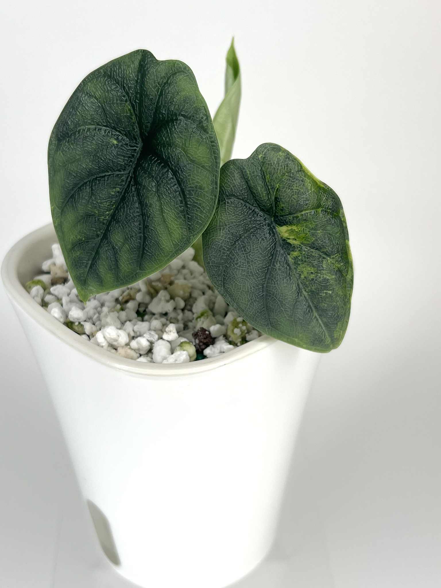 Alocasia Melo Aurea variegated - LiqAlo5