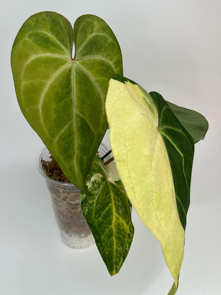 Anthurium Black Sweet X Silver Hope Variegated XL -21