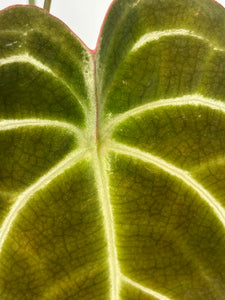 Anthurium Green Spider x Magnificum (enclosed sinus) (BOTTOM CUT) - V