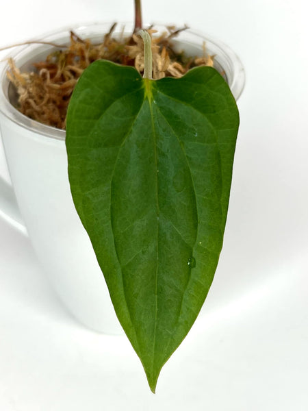 Anthurium Fortsherman X Luxurians - 3