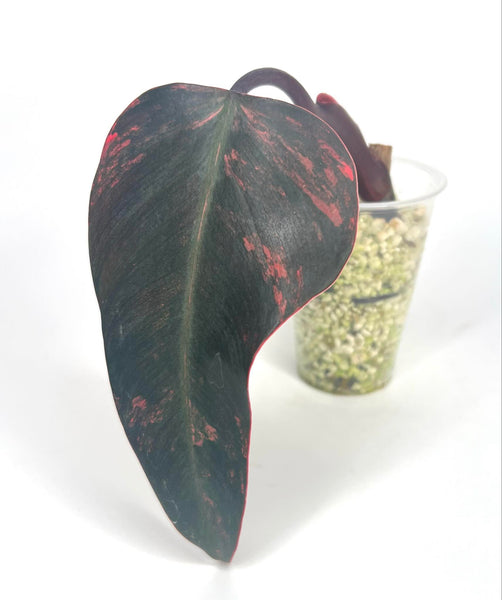 Philodendron Strawberry Shake - 3