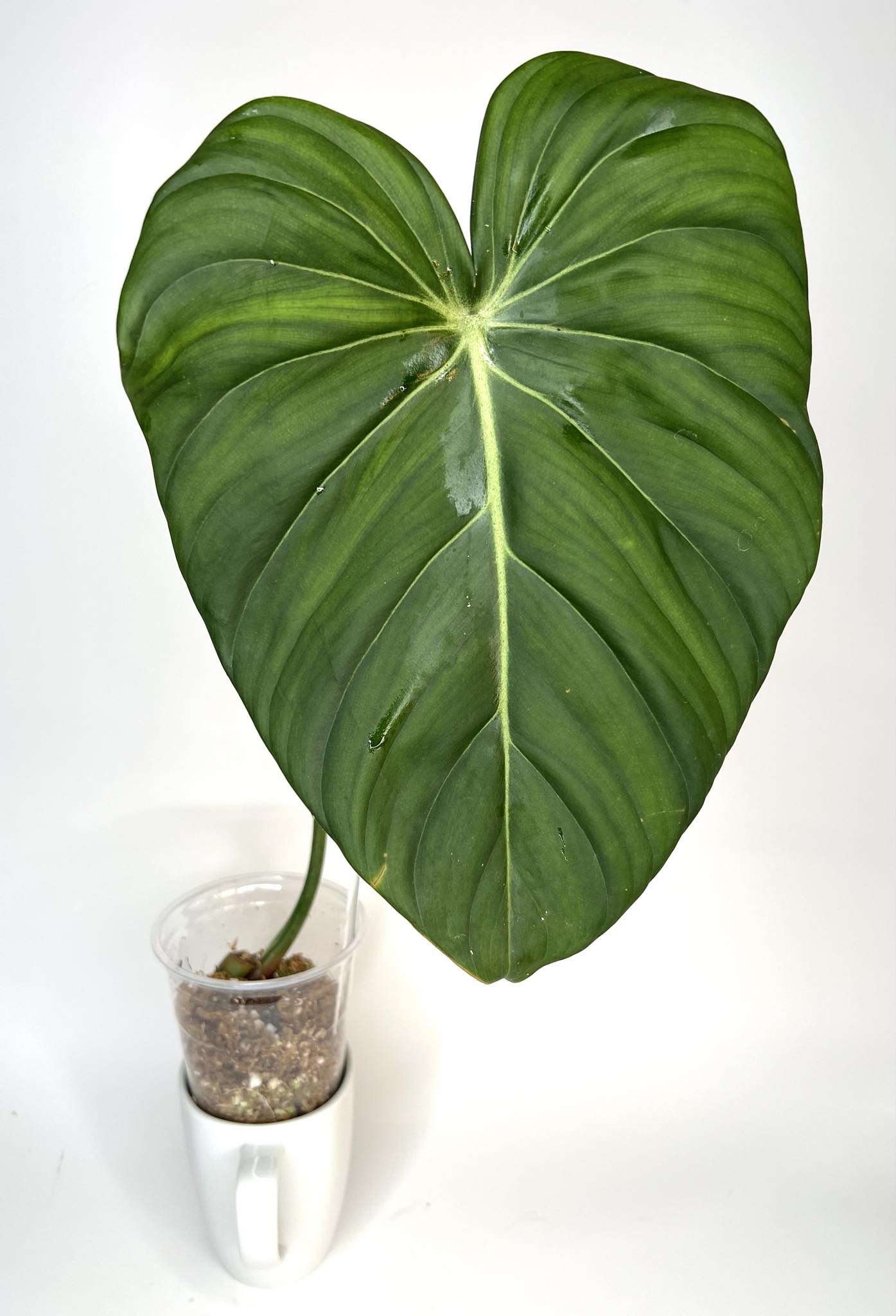 Philodendron McDowell XL - 22