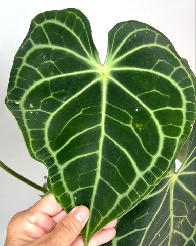 Anthurium Clarivernium White Veins (SEEDLINGS) - Z